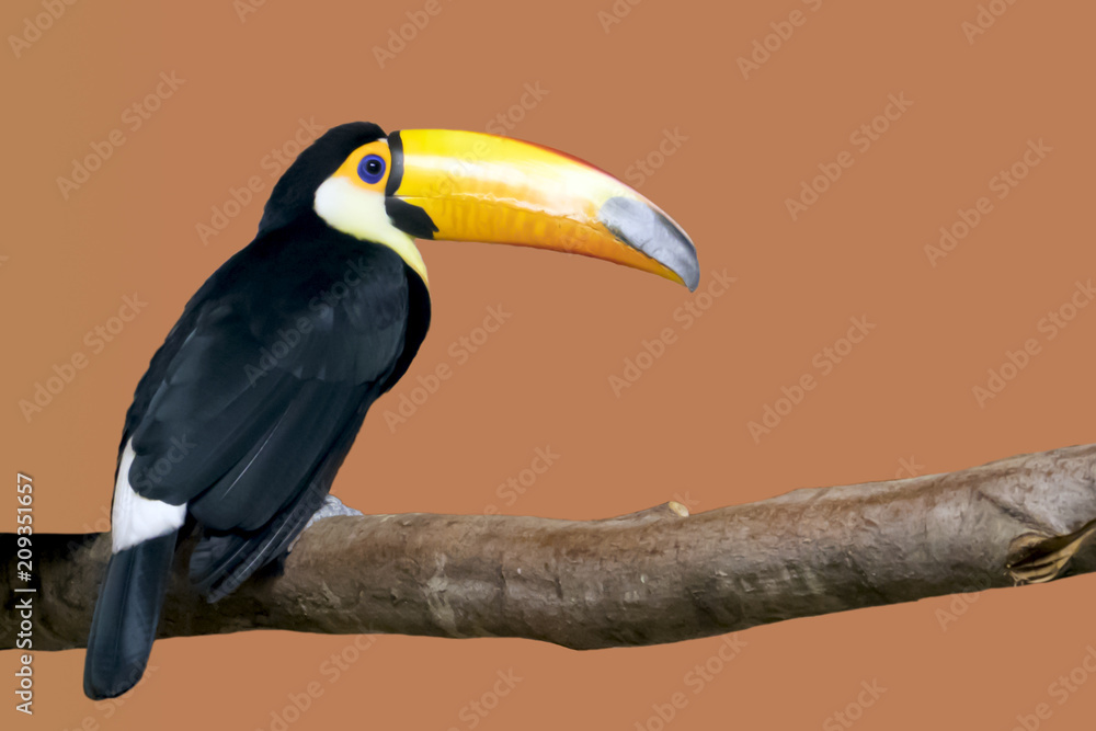 Fototapeta premium Bright toucan with a large yellow beak sitting on a branch in a cage in the zoo, isolated on orange background