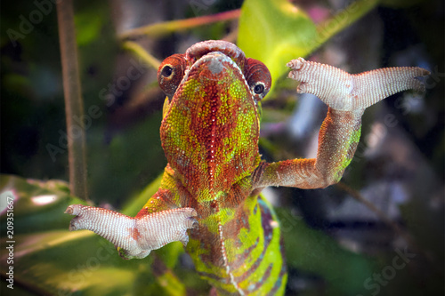 Funny striped and spotted chameleon of red and green coloring with wide open paws close up, darkened vignette