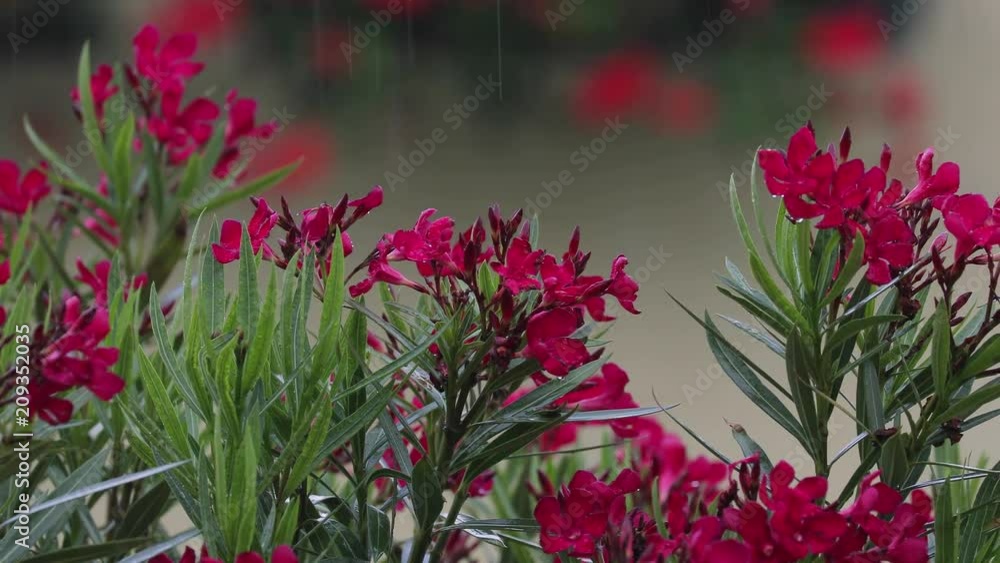 Raining on flowers Raining on flowers