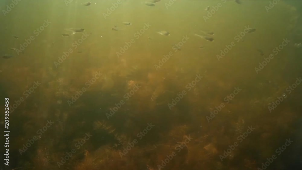 Shoal of small freshwater fish under water Shoal of small freshwater fish under water