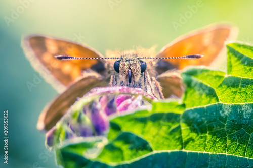 Wallpaper Mural Close-up detailed photo of an orange colored butterfly on a purple wildflower Torontodigital.ca