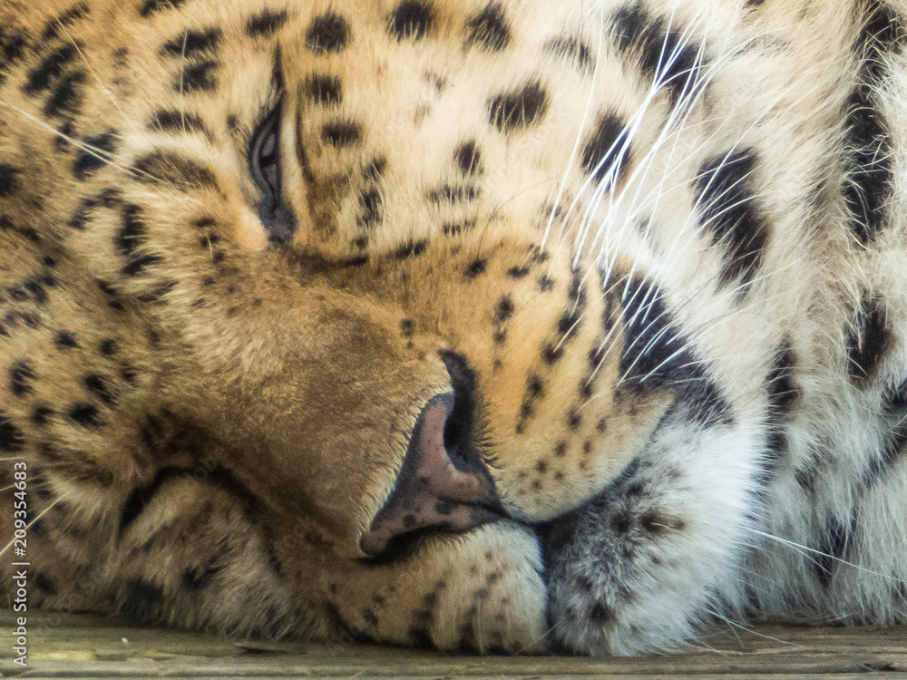 Fototapeta premium Let Sleeping Cats Lie