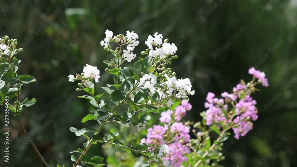 white and Pink Tabebuia rosea blossom white and Pink Tabebuia rosea blossom