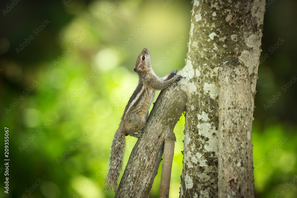 Chipmunk on the tree trunk, Sri Lanka