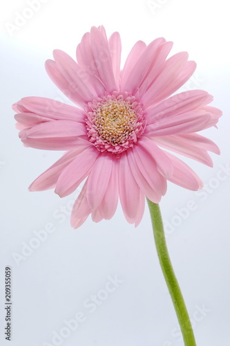 pink gerbera isolated on white background