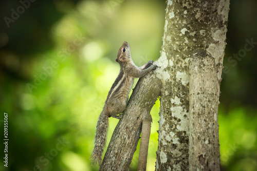 Chipmunk on the tree trunk, Sri Lanka