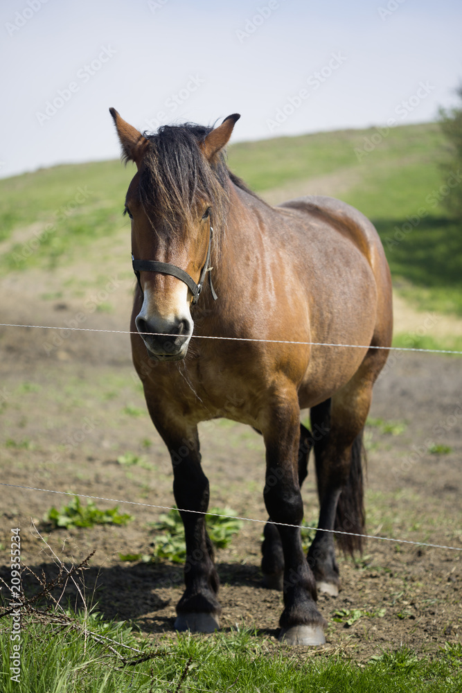 Fototapeta premium Horse