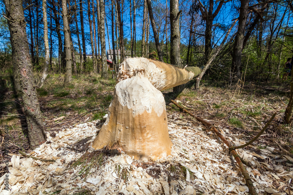 Fototapeta premium A forest growing in the vicinity of beavers. Tree trunks felled by beavers. Early spring season.