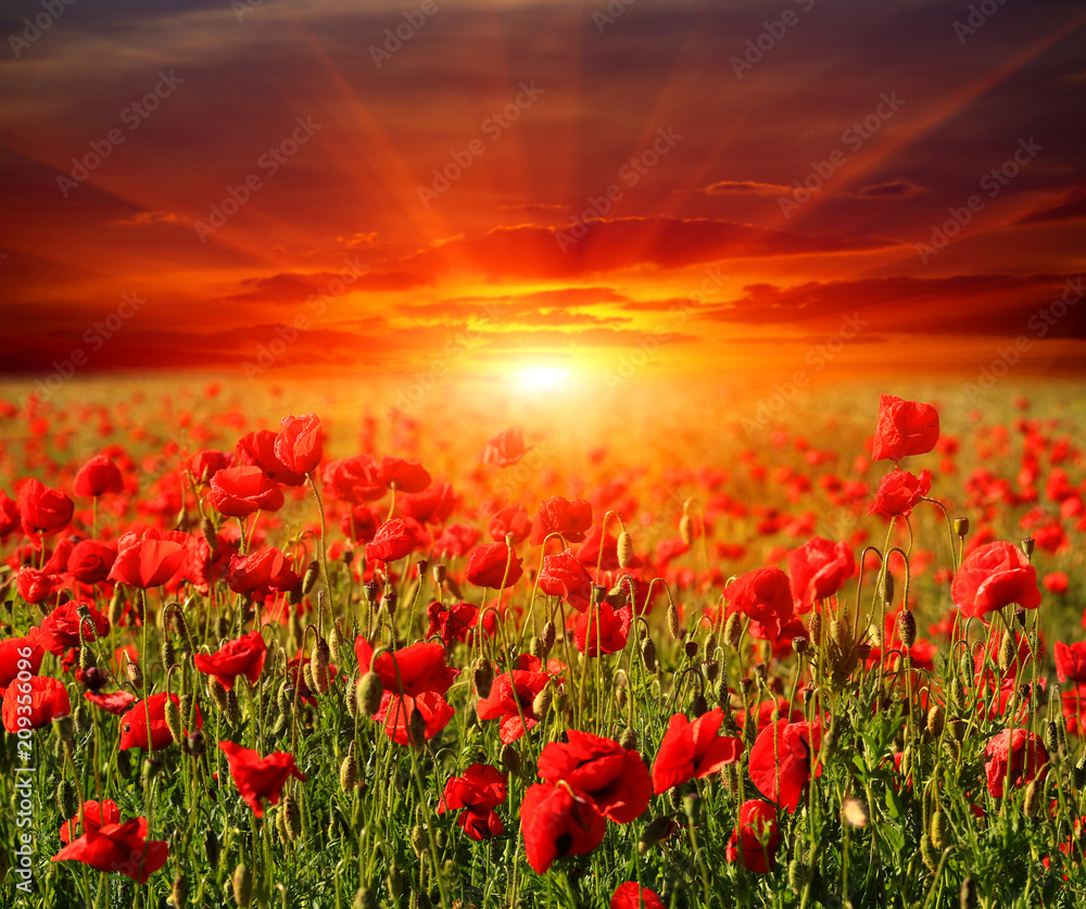 Obraz premium poppy flower meadow