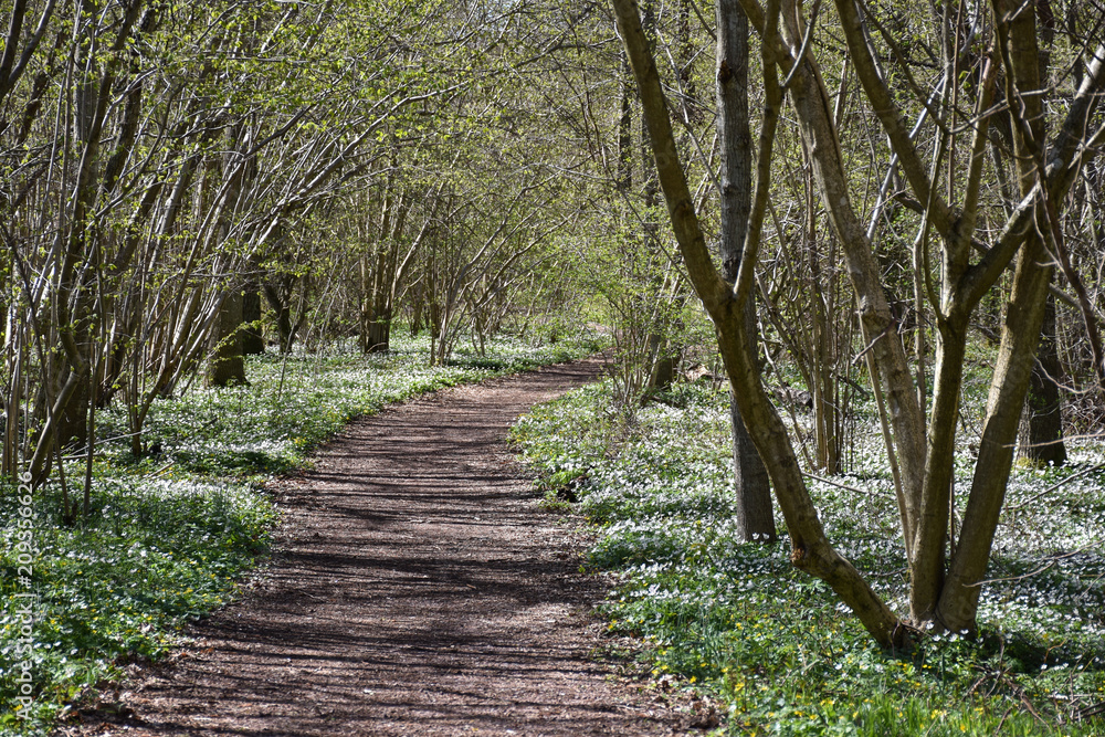 Beautiful footpath surrounded with windflowers