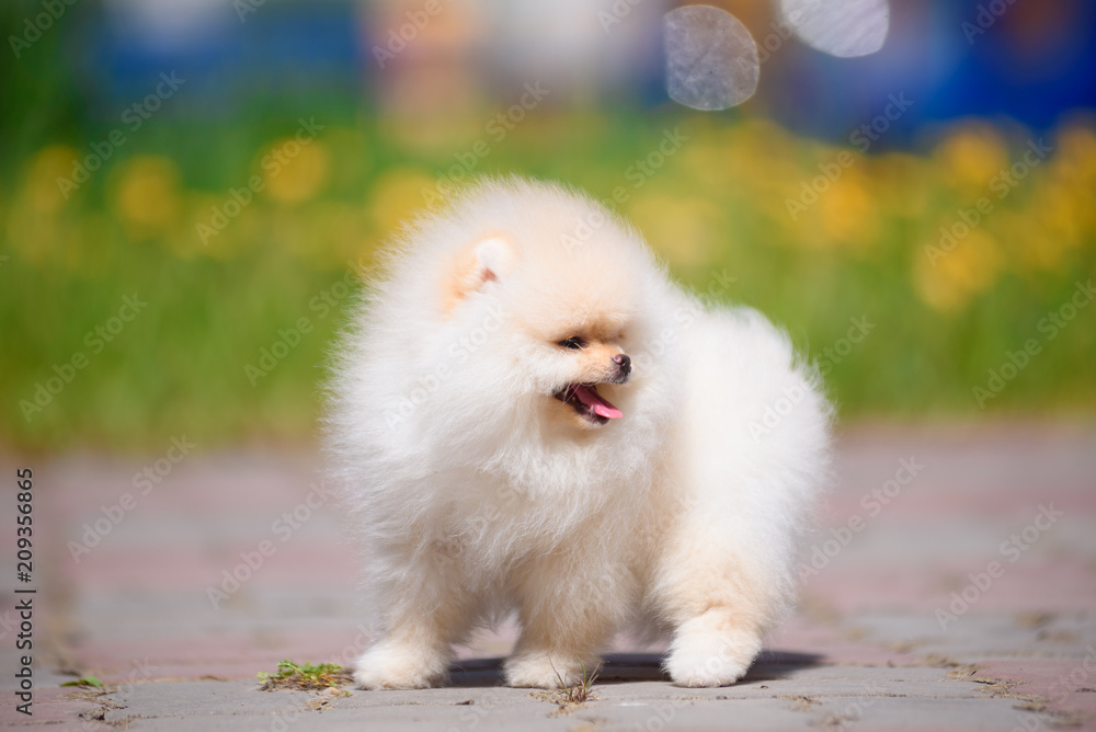 The dog breed Pomeranian is standing on the pavement.