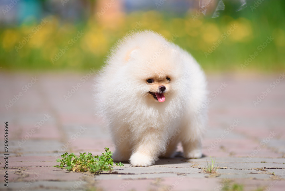 The dog breed Pomeranian is standing on the pavement.