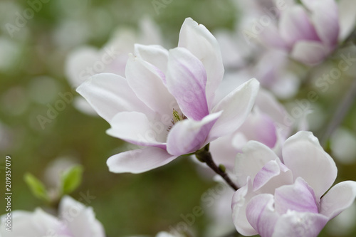 Magnolia © Caroline