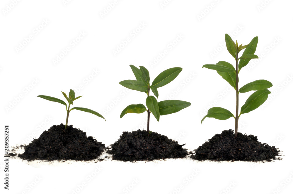 Croissance de plants Croissance de plants