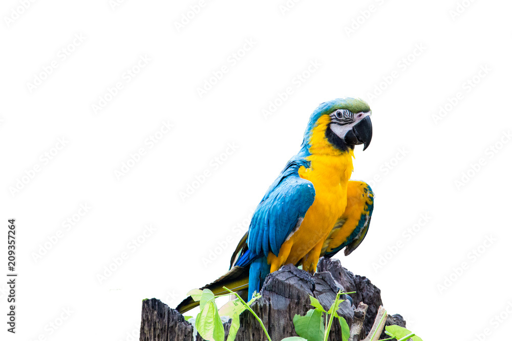 The blue-throated macaw, Colorful macaws perched on a fence look at camera on white background in clued clipping path