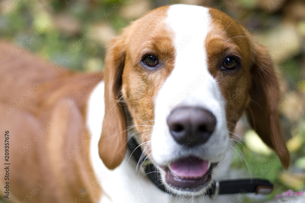 Happy red-haired Beagle dog, with a ball lying on the grass. The dog is close-up. Happy red-haired Beagle dog, with a ball lying on the grass. The dog is close-up.