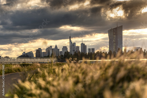 Gewächshäuser in Frankfurt Oberrad mit Skyline und der Europäischen Zentralbank im Abendlicht