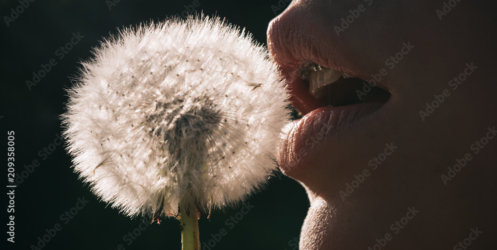 Lips and dandelion. A girl blowing a dandelion flower. Vegan, blowjob,  intimate concept. Female mouth close-up. Braces and healthy teeth, fresh  breath. Spring time. Flower and mouth on lack background Stock Photo