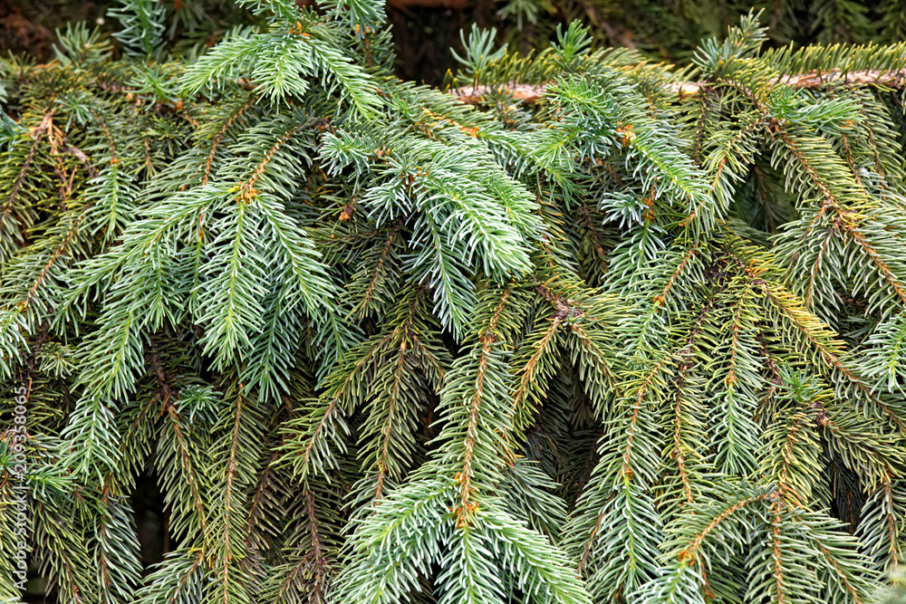 Fluffy spruce branches as background