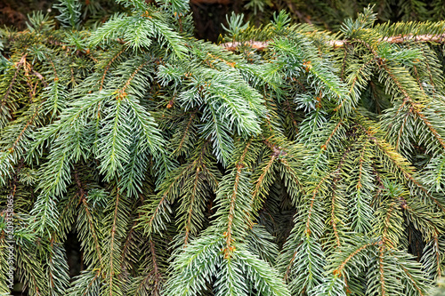 Obraz na płótnie Fluffy spruce branches as background w salonie
