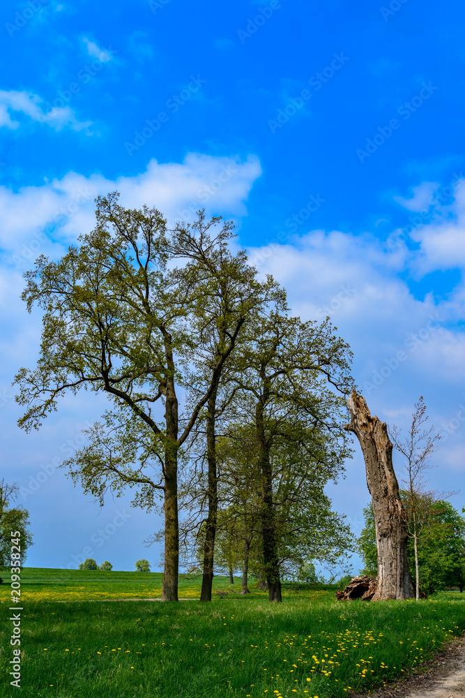 Geschütztes Gartendenkmal: Bizarre Baumformationen im Lennépark von Basedow in der Märkischen Schweiz Geschütztes Gartendenkmal: Bizarre Baumformationen im Lennépark von Basedow in der Märkischen Schweiz