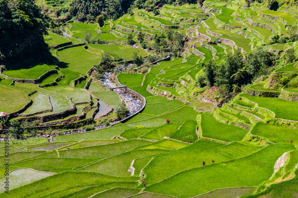 Beautiful green rice terraces at the bottom of a tree covered valley