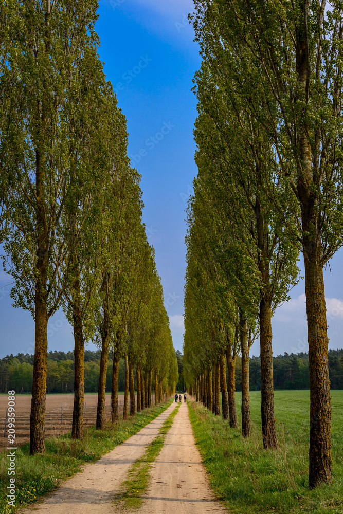 Fototapeta premium Wandergruppe an einer Pappelallee am Rand des Landschaftsparks Basedow. Durch den Park verläuft der Europäische Fernwanderweg E9a