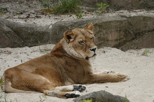 A lion laying down at the zoo in Antwerp.