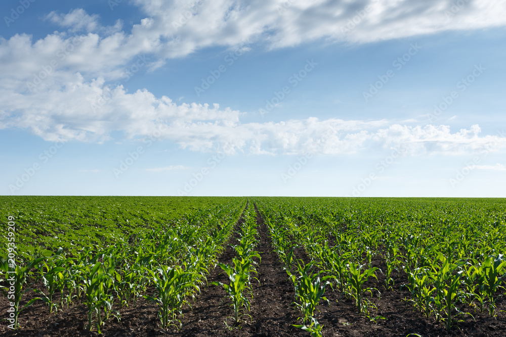 Young green corn field under cloudy sky