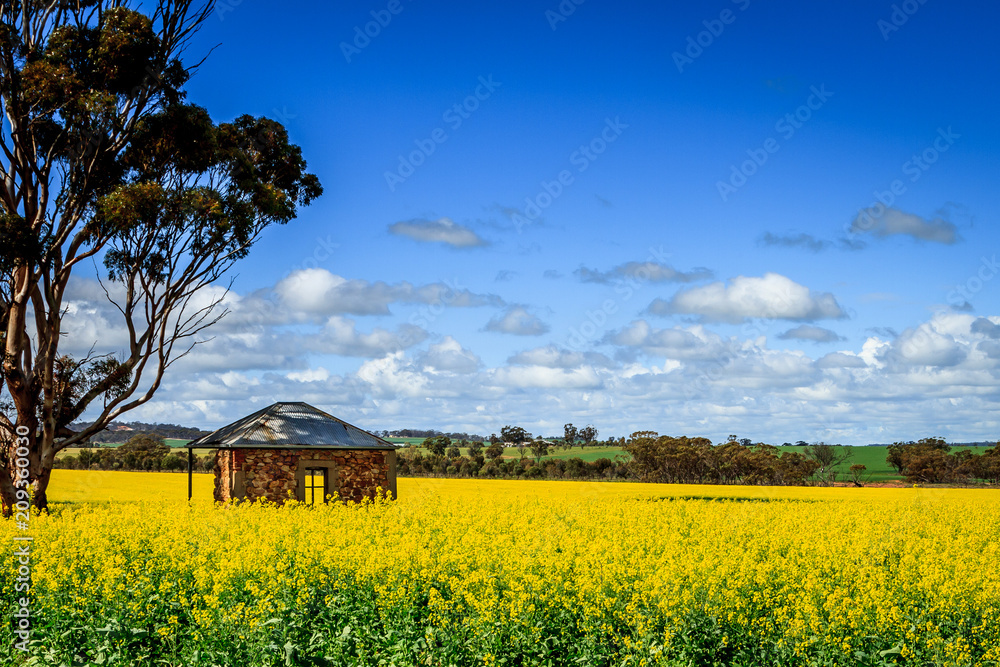 Golden Canola field on a beautiful summers day