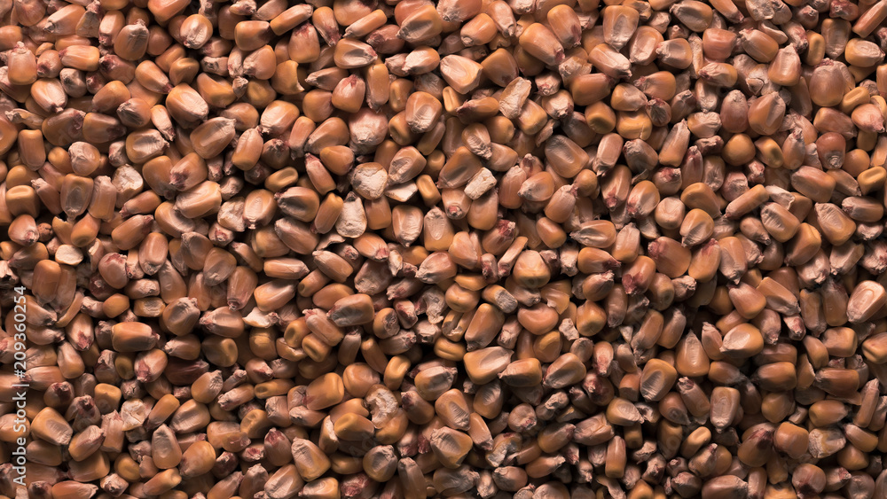 Corn grains closeup
Corn grains closeup