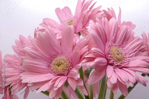 pink gerbera flowers closeup on white background
