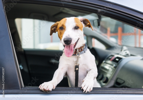 Happy jack russell terrier in a car.