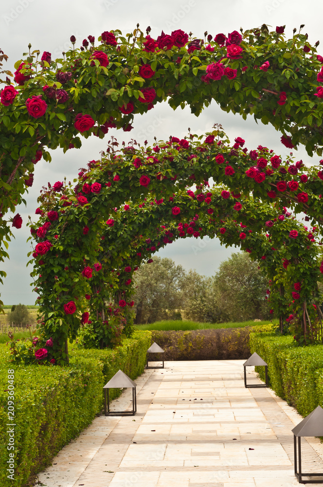 Obraz premium Front view of a wedding, arched, rose garden at a fourth generation winery and vineyard in the southeast region of Spain 