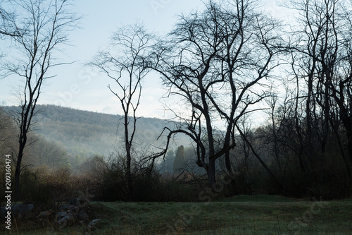 Tree landscape