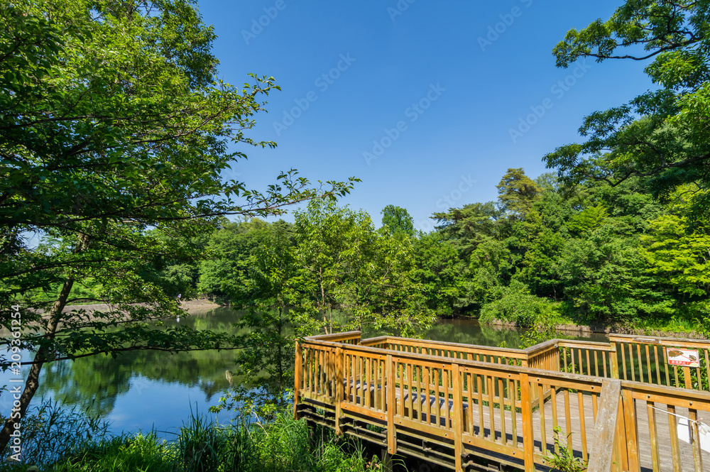狭山公園の宅部池(たっちゃん池) 狭山公園の宅部池(たっちゃん池)