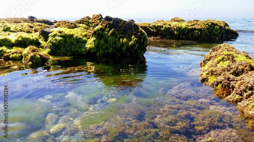 Mar, agua, algas marinas, vegetación, paisaje marino, Mijas, Málaga, paisaje marítimo