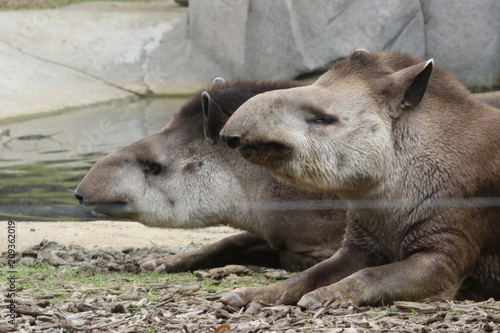 Portrait de tapir