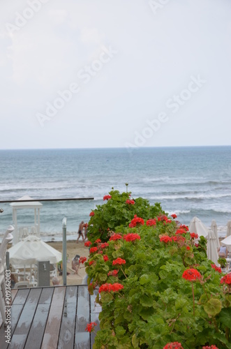 Fototapeta Naklejka Na Ścianę i Meble -  Red geranium flowers on the background of the sea. The concept of relaxing at sea