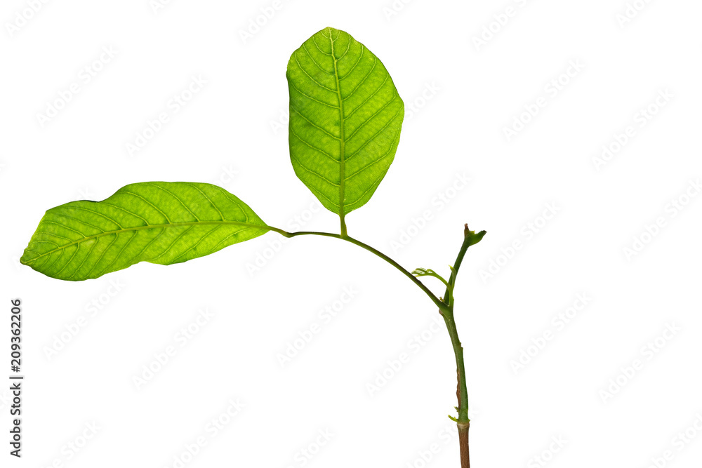 Fototapeta premium Green sprout isolated on white background