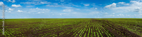 Sugar beet field crops lines   agricultural panorama