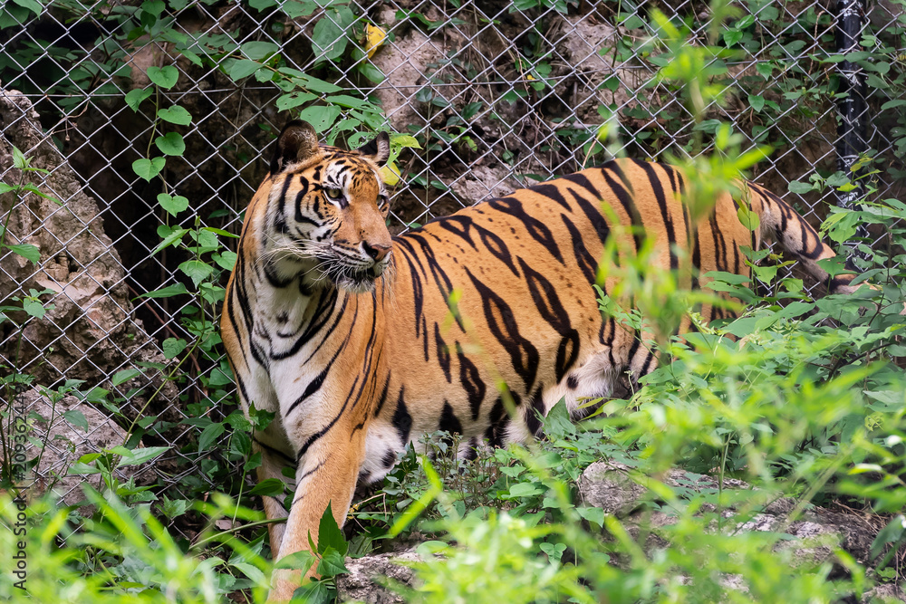Obraz premium Close up tiger.
