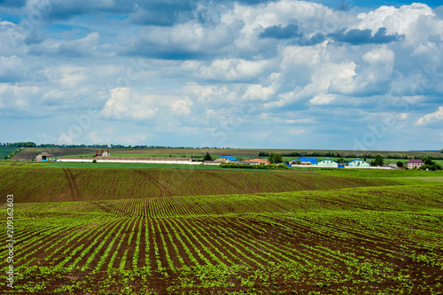 Sugar beet crops shoots on big field