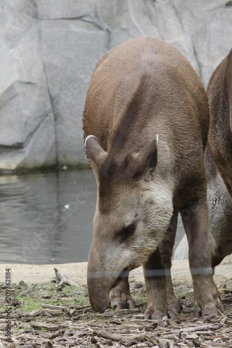 Portrait de tapir