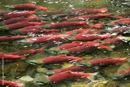 School of red saukeye salmon swimming upstream