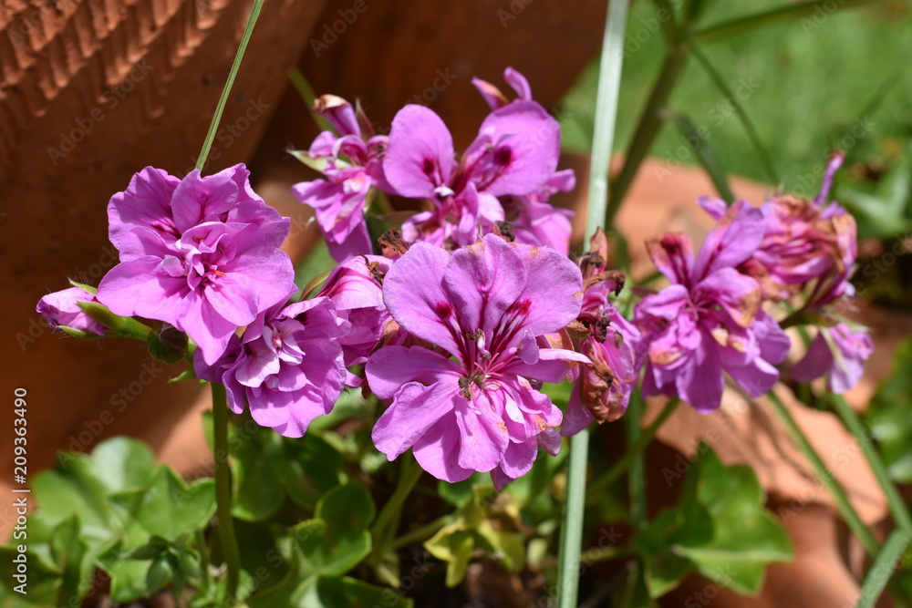 Fototapeta premium Pink Flower