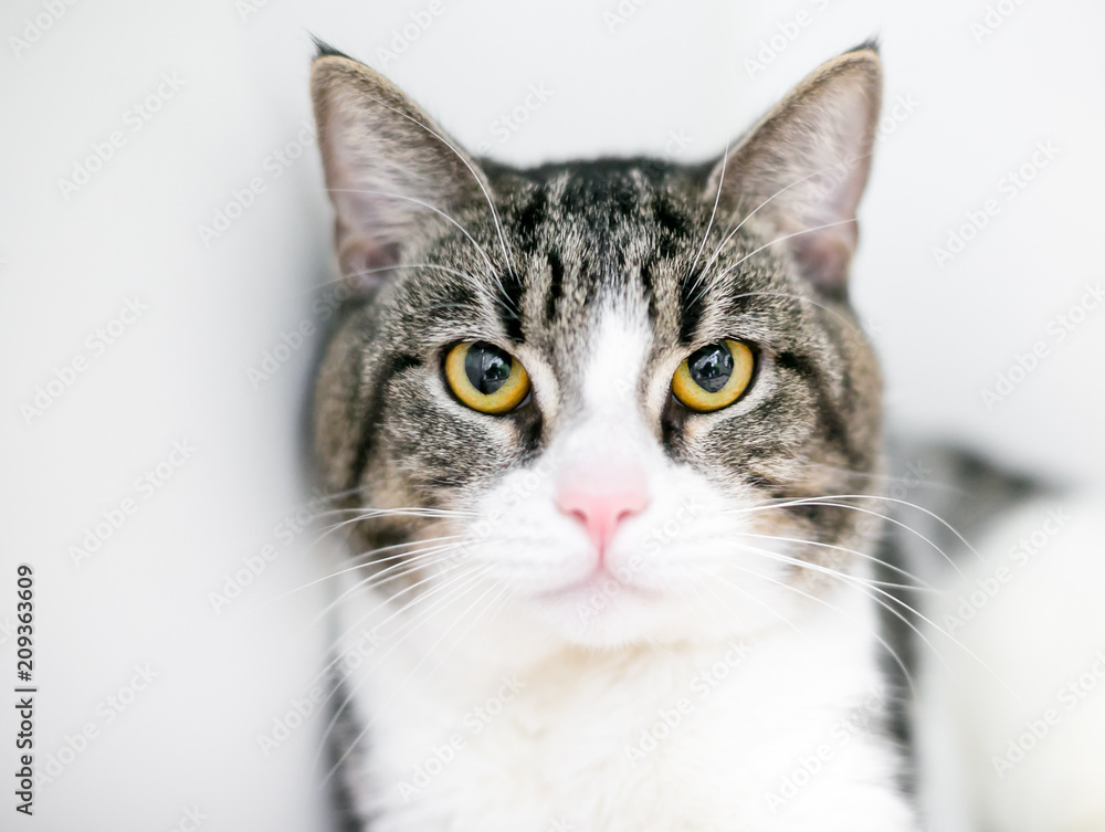 A tabby and white domestic shorthair cat with a cranky expression on its face
