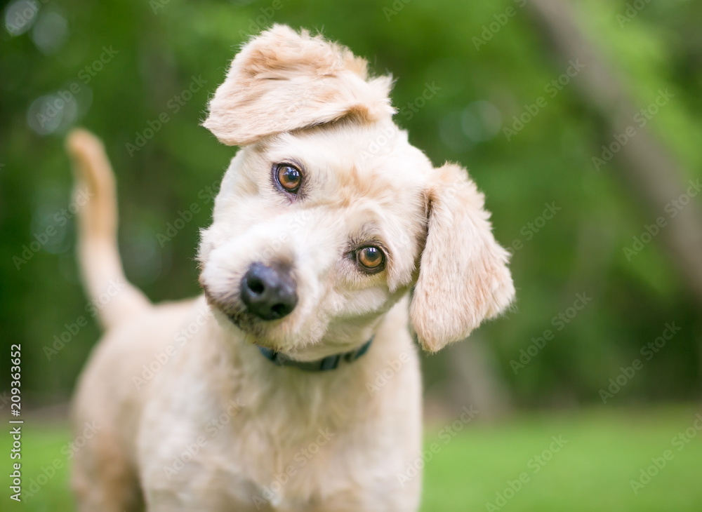 A cute Labrador Retriever/Poodle mixed breed puppy listening with a head tilt - obrazy, fototapety, plakaty 