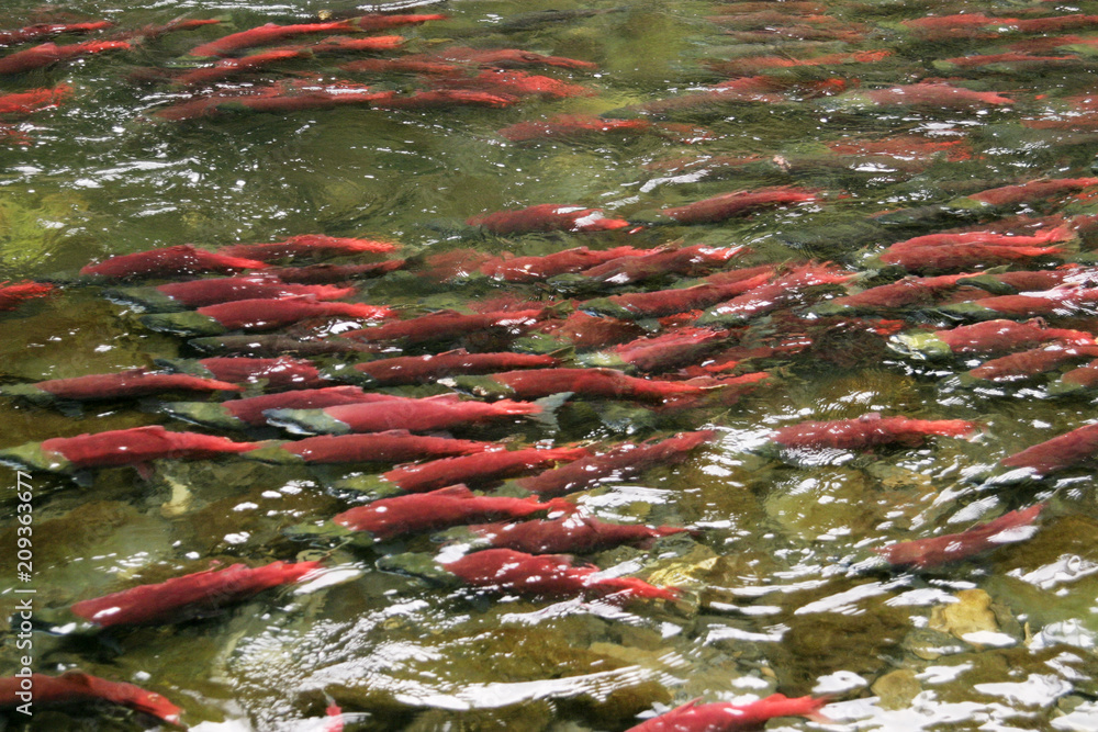 Ταπετσαρία Masses of Saukeye salmon on their spawning run