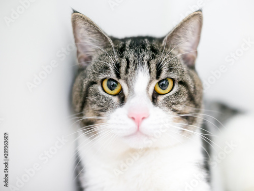 A tabby and white domestic shorthair cat with a cranky expression on its face